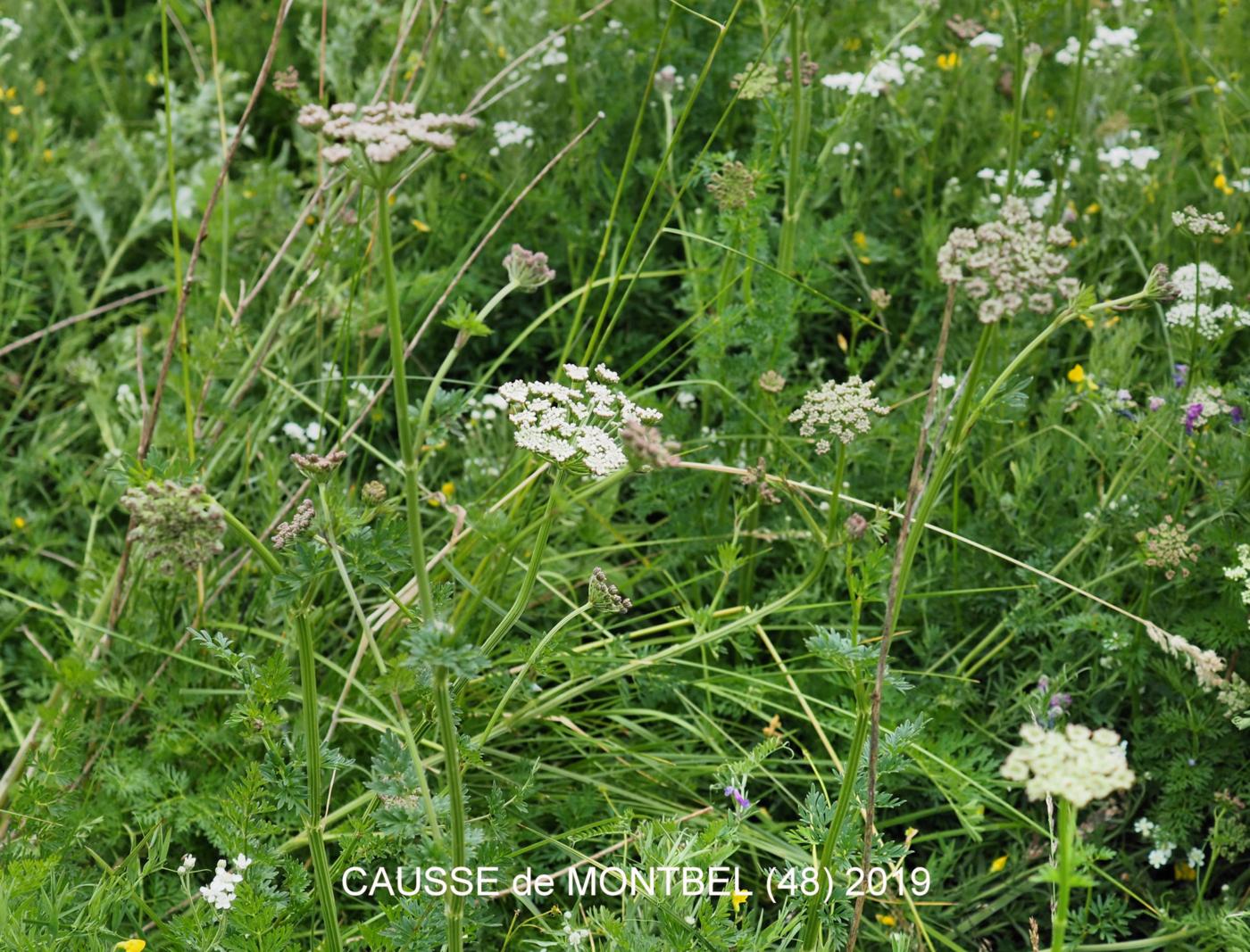 Cambridge Milk-parsley plant